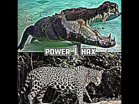 Saltwater crocodile vs jaguar - YouTube