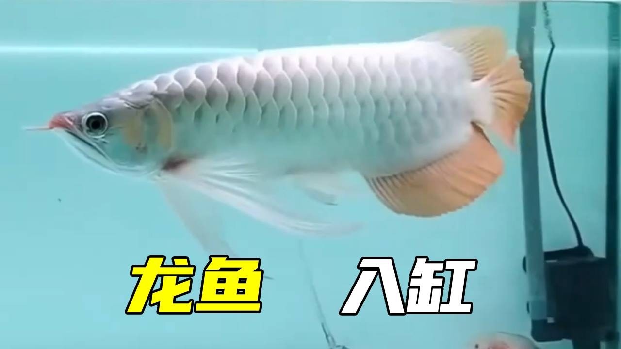 挑战养粉丝推荐的一百种鱼之龙鱼！万众瞩目的龙鱼他来了、他真的来了，快来一起看看吧！【鲁伟学长】