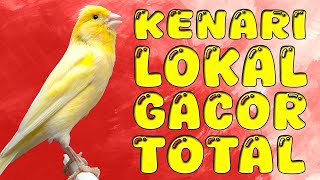 KENARI LOKAL GACOR TOTAL, TEMBAKAN PEDAS PANCINGAN AMPUH SEMUA KENARI LANGSUNG IKUTAN GACOR #kenari