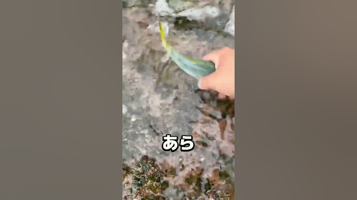 魚「あの時助けて頂いた者です!!」