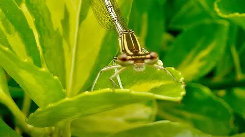 ESSAI DE L'APPAREIL PHOTO LUMIX PANASONIC DMC TZ8 PAR MATHIEU