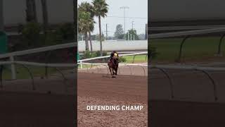 DEFENDING CHAMP ~ 350yards “works” #emotionalsupporthuman4horses #willoughbystables #DEFENDING CHAMP