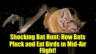 Shocking Bat Hunt: How Bats Pluck and Eat Birds in Mid-Air Flight!