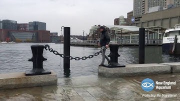 Highest of Tides