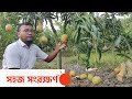মিলেছে নতুন সুস্বাদু আমের খোঁজ | Mango Cultivation