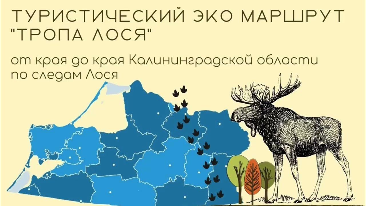 Тропа лосей. Тропа лося. Лось в Калининградской области. Лосиная тропа тропа лосей. Туристический маршрут.