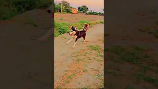 SIBERIAN HUSKY Speed so fast    #speedrun #siberianhuskies #dogs #video