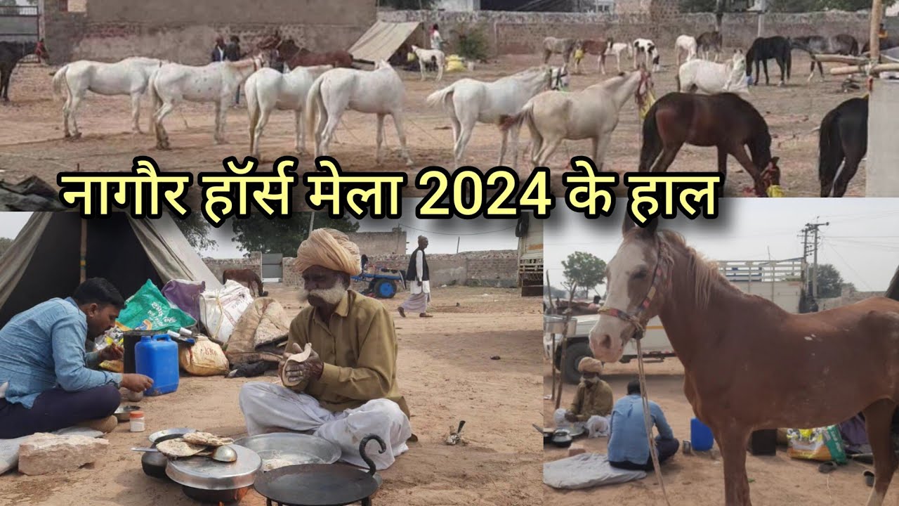 नागौर हॉर्स मेला 2024 का आंखों देखा हाल | nagaur horse mela 2024