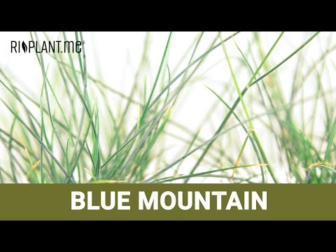 Blauschwingel ‘Blue Mountain‘ (Festuca cinerea) | riplant.me