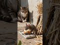 Tabby cat waiting for mouse to eat bread . #catlife #cat #cute 🐱🐱🐹🐹 #birds #mousemurah #catlife