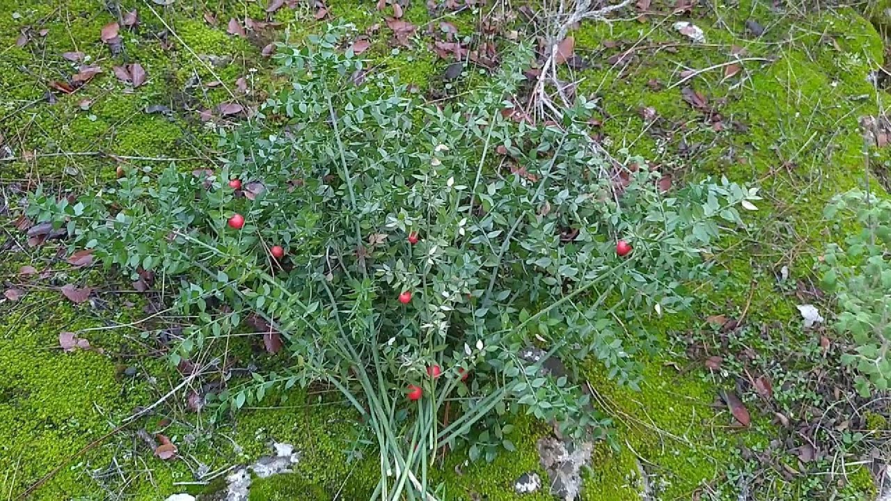 Ormandan kokina çiçeği topladık