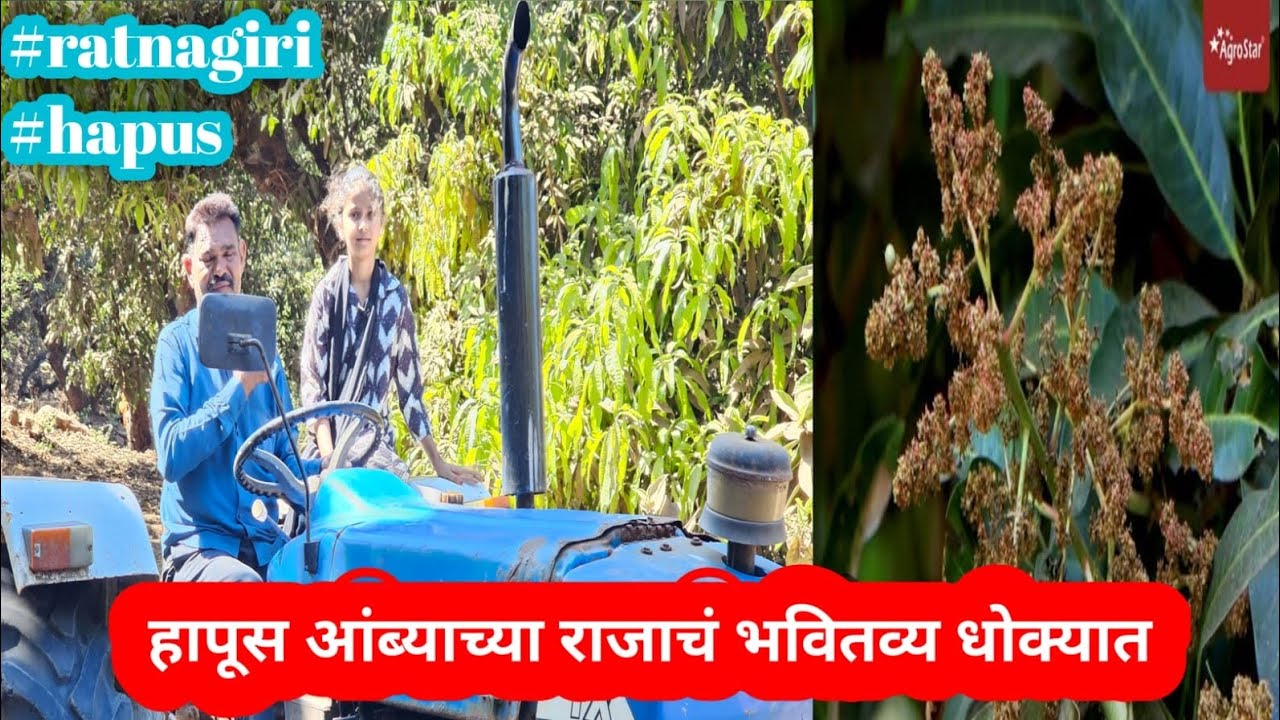 कोकणातील  हापूस आंबा बागायतदार यंदा मोठ्या संकटात सापडले आहेत.@mahiramuskan1621 💞💥🍋