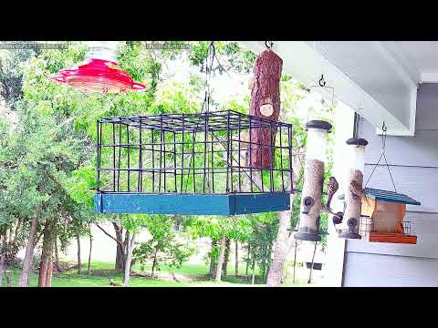 John Akkaarrh Live Stream