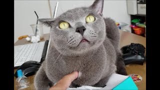 太陽光を浴び、黒目の細さMAX状態のティッシュ潰し猫