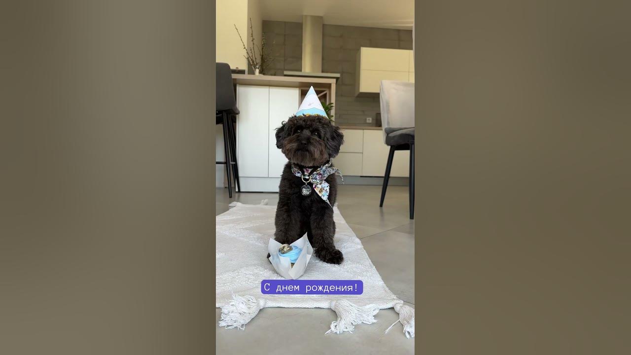 Хэппи пёс Дэй 🎉🎉🎉 - YouTube