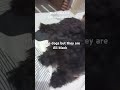 Megumi S 2 Black Divine Dogs Megumi S 2 Black Divine Dogs