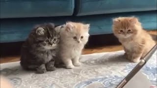 Do Kittens Love To Watch Cartoons? by Fan of Pets 757 views 2 years ago 5 minutes, 48 seconds