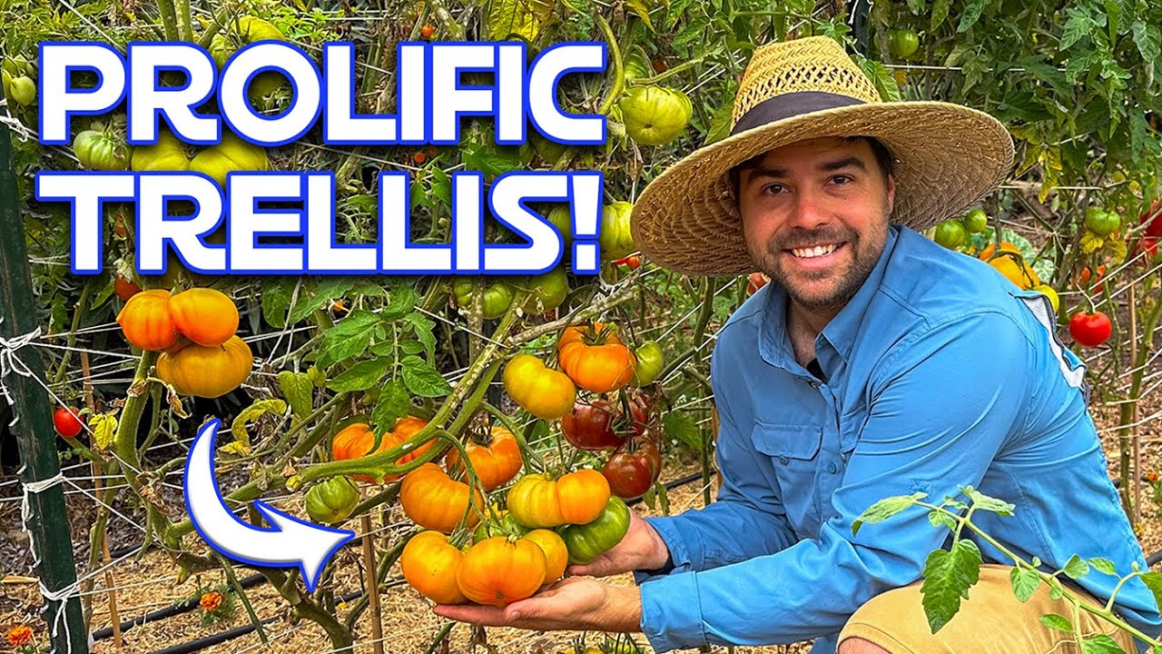 5 способов подвязывания томатов на шпалерах в любом саду | От новичка до продвинутого