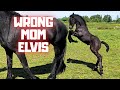 Elvis Picks The Wrong Mom Farrier S Visit Horses Stay Inside Friesian Horses Elvis Picks The Wrong Mom Farrier S Visit Horses Stay Inside Friesian Horses
