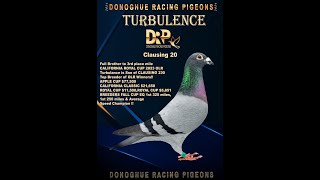 DONOGHUE RACING PIGEONS ,       DONOGHUE-CLAUSING-HOUBEN              My Movie 12 1080p30