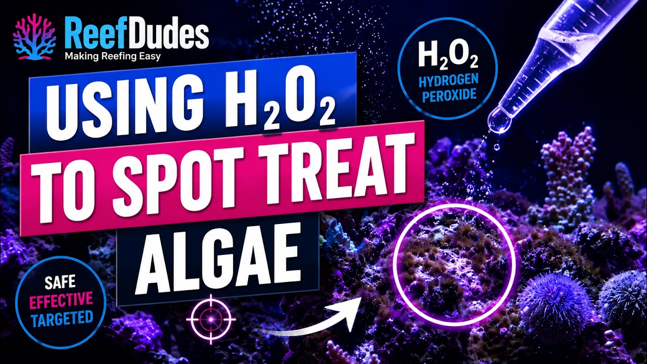 Using Hydrogen Peroxide (H₂O₂) to Kill Algae in a Reef Tank