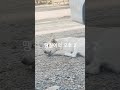 땡칠이의 오후 2