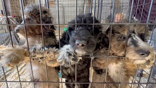 131 dogs surrendered to Iowa City Animal Care and Adoption Center