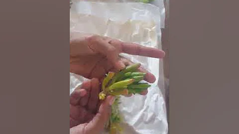 So excited about these cuttings from The Next Gardener