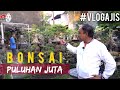 BONSAI KELAS SULTAN, BIAR KECIL HARGANYA AJIIIIB