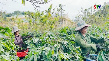 Thành phố Sơn La quan tâm phát triển nông nghiệp theo chuỗi giá trị