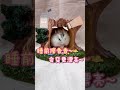 Hamster Obstacle Course Maze Course, Adorable Hamster Look So Funny, Hamster Funny Compilation 791
