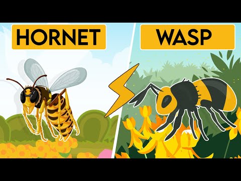 What is the Difference Between a Hornet and a Wasp ? | Let&rsquo;s Teach Interesting Facts