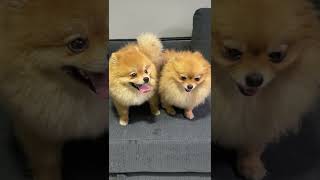 Pomeranian ciftlesme