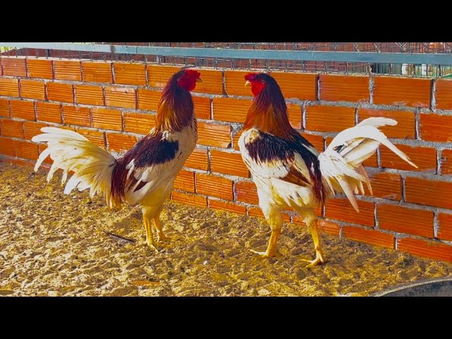 Bí quyết nuôi gà đá nhanh lên ký cùng ku88 - Đột phá trong kỹ thuật chăm sóc gà chiến