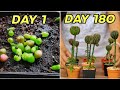 Amazing Growing Grafting Cactus Seedlings By Pereskiopsis Step-By-Step [It's so easy]