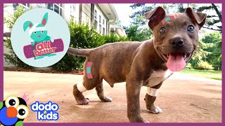 All Better Augie — Watch The Moment This Puppy Finally Learns To Walk! | All Better | Dodo Kids