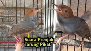 Suara PRENJAK KEPALA MERAH TARUNG Pikat Cepat Memanggil Prenjak Lain Datang