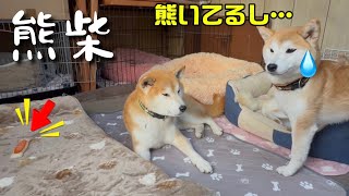 寝てるだけなのに威圧感。。。寝てる柴犬(巨体)が熊すぎて動けない柴犬たちが可愛すぎました
