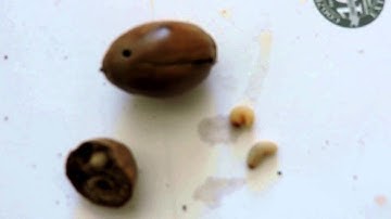 Capital Naturalist: Acorn Weevils