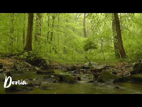 Free Sound Effect Birdsound Forest صوت العصافير مع صوت خرير الماء في الغابة العصافير خرير الماء