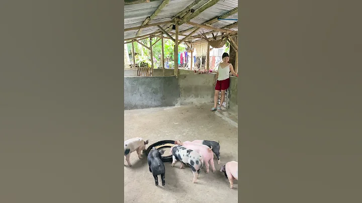 Feeding piglets #pigbreeding #hogger #farmlife #pigfarming #pigfeed #pig #pigvideos #farming