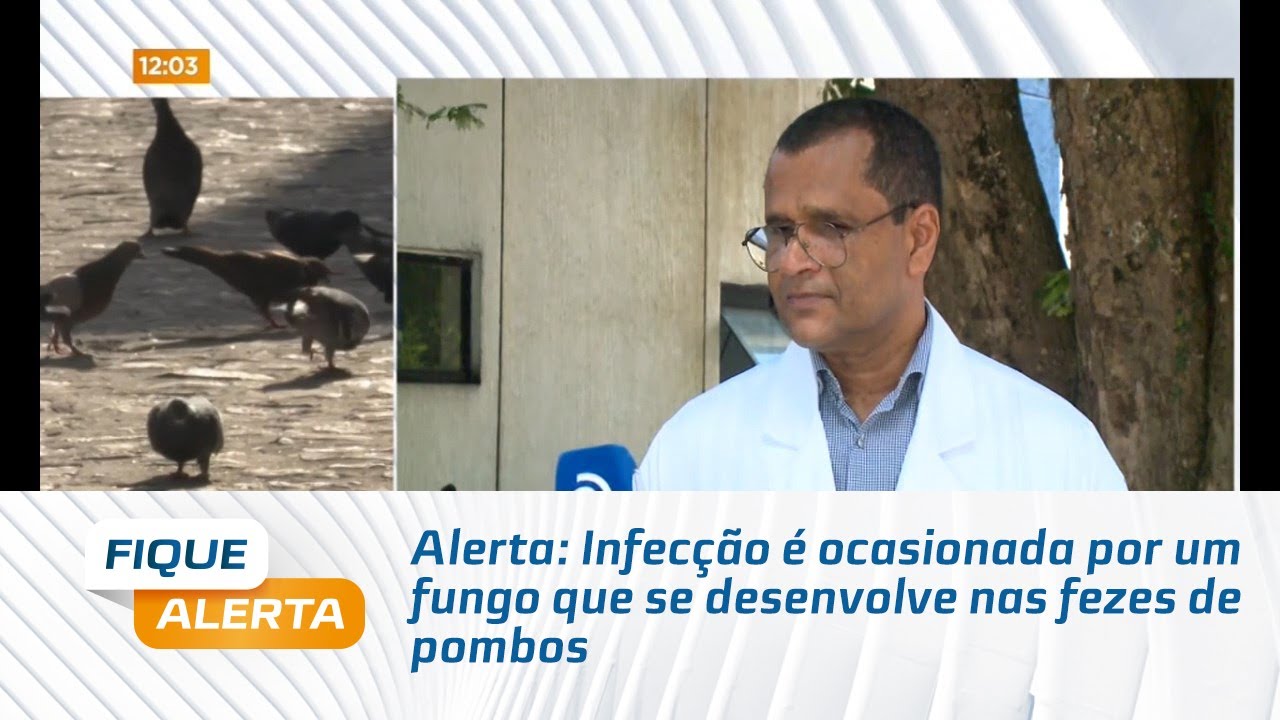 'Doença do Pombo'; Infecção é ocasionada por um fungo que se desenvolve ...