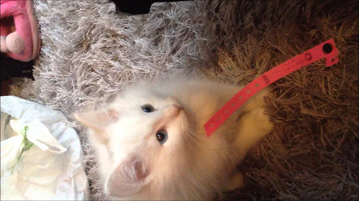 Watch the video about Loki the Cat - I is home! [white odd-eyed norwegian forest cat]