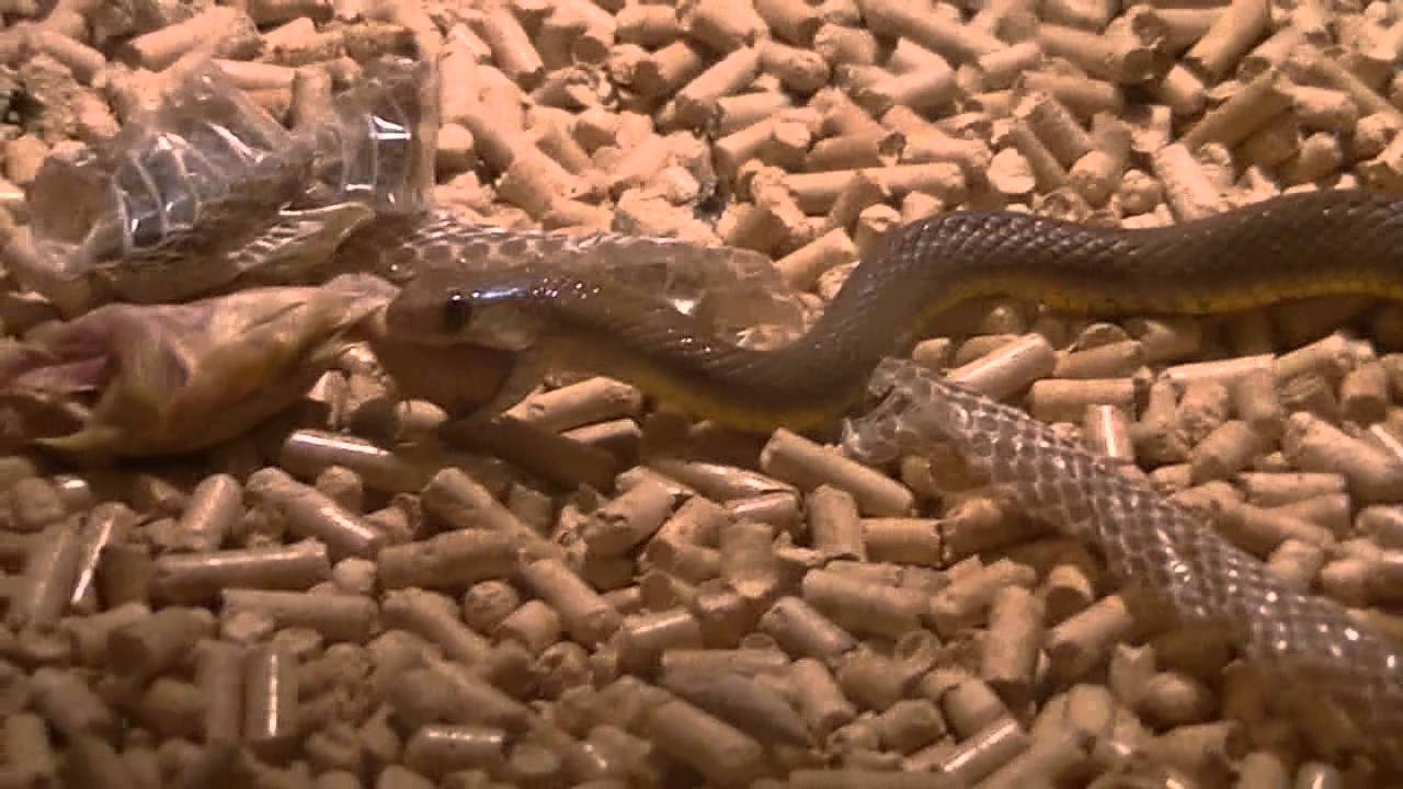 lizard skin grips Feeding the Male western brown