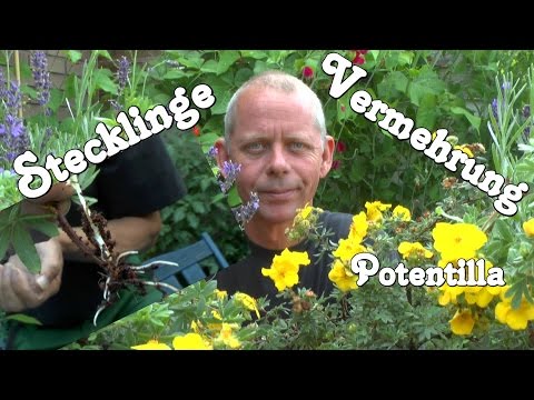 Video: Vermehrung von Lantana-Pflanzen - Anbau von Lantana-Samen und Stecklingen