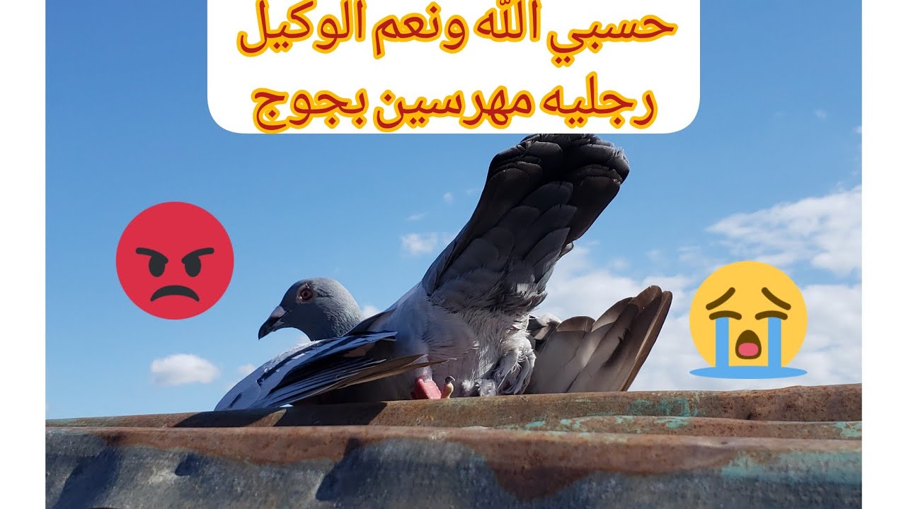 دخول الحمام من مطلق 170 كلم الموت والانتحار انا لله وانا اليه راجعون