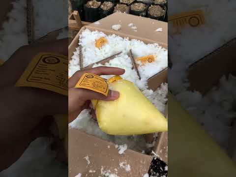 UNBOXING DxP Themba