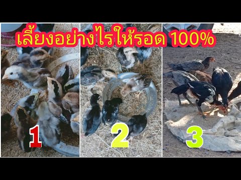 วิธีการเลี้ยงอนุบาลลูกไก่บ้านระยะแรกเกิดจนถึง2เดือน