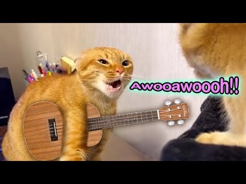 Awooawoooh Cat Song   The Singing Cat Catchy Tune