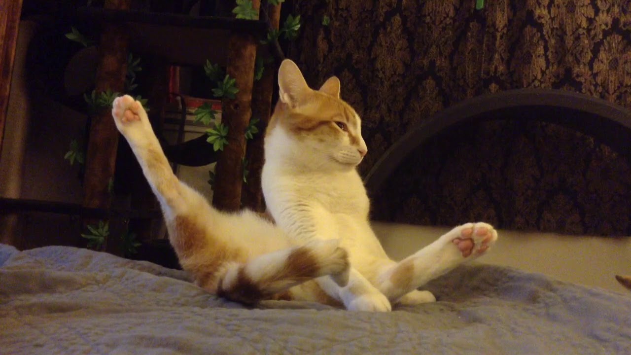 Cat High On Buprenorphine Youtube